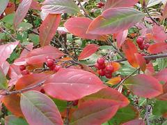 Brilliant Red Chokeberry (3 shrubs)