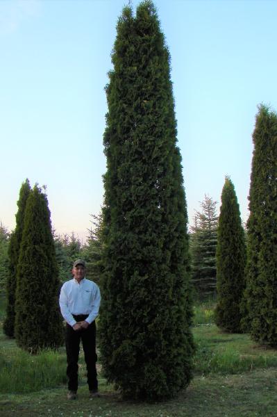 Pyramidal Arborvitae