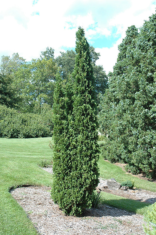 Degroots Spire Arborvitae