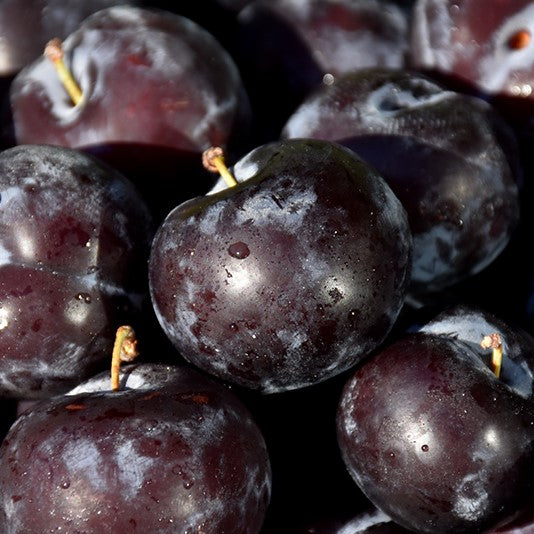 Plum Barafka Madow