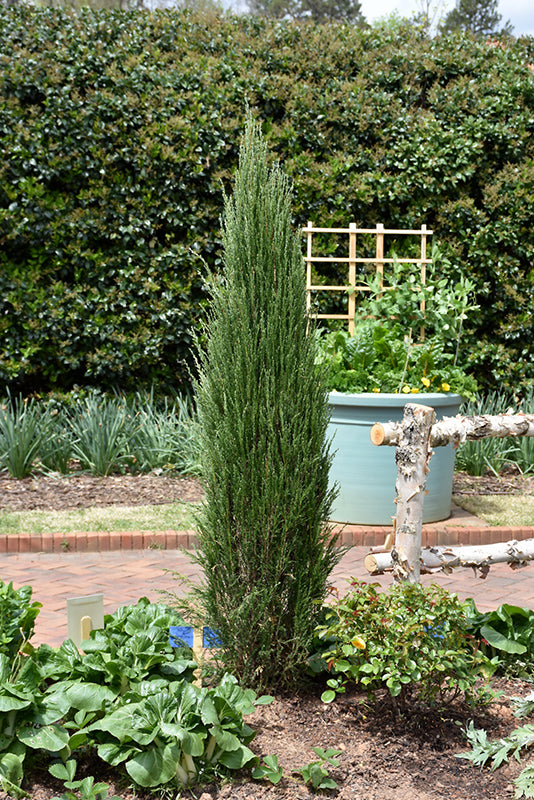 Blue Arrow Juniper