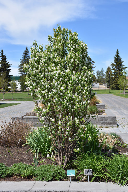 Standing Ovation Serviceberry