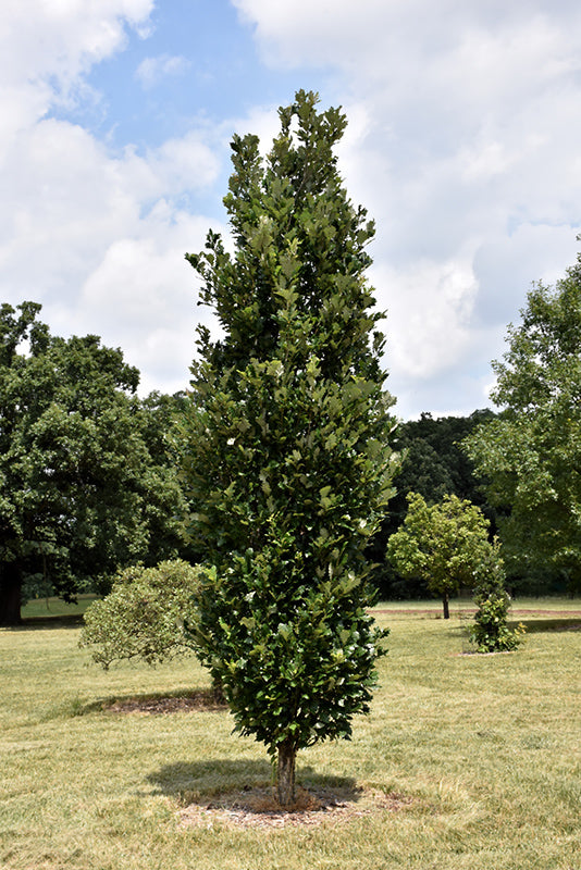 Príncipe real Oak