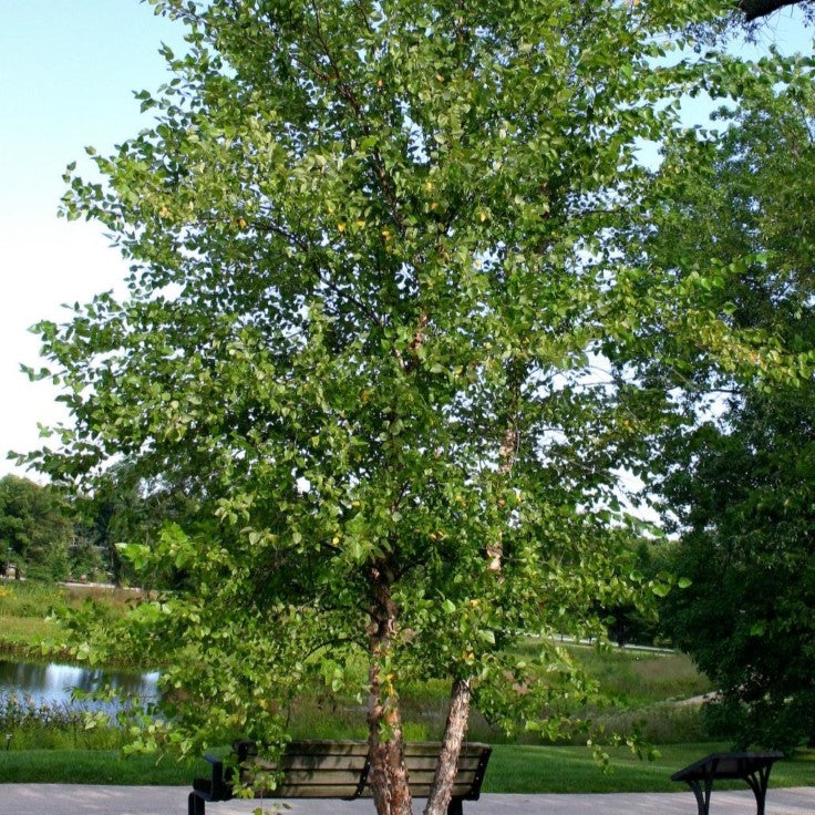 Birch webiga (qaabka jirida badan)