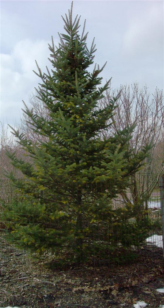 Balsam Fir