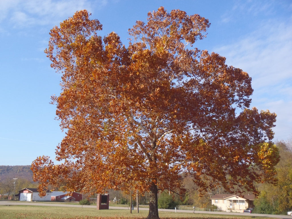 Sycamore American