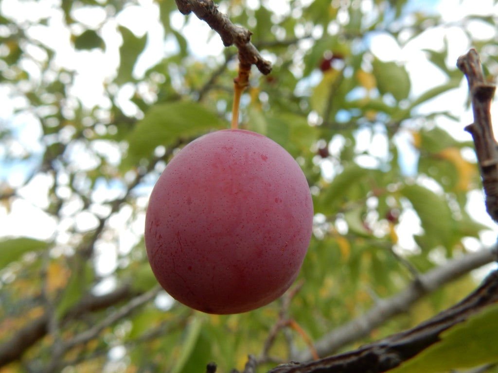 Plum Ameerika
