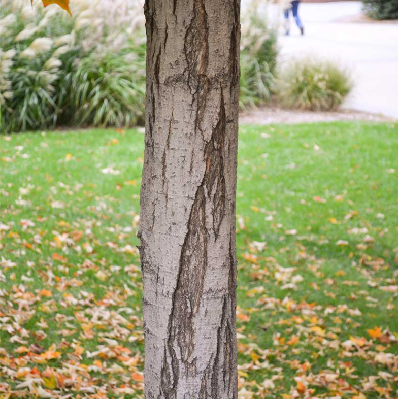 Sonkor Maple