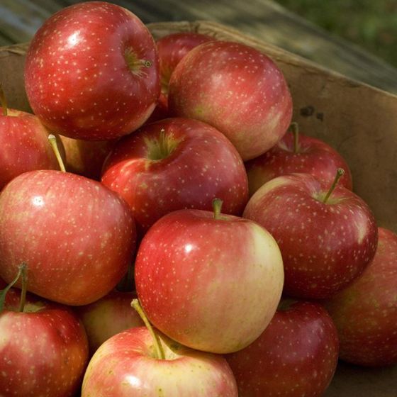 KinderKrisp Apple