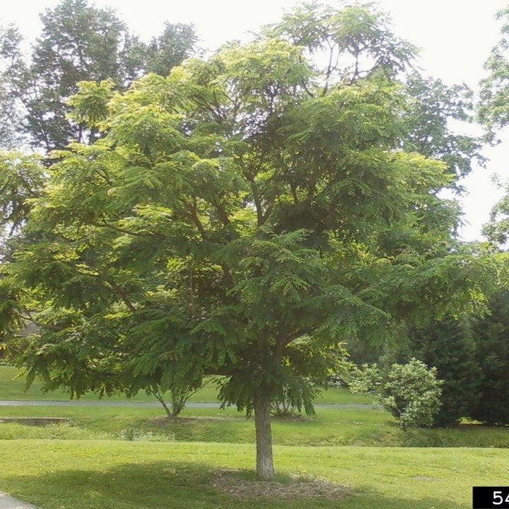Espresso Kentucky Coffeetree