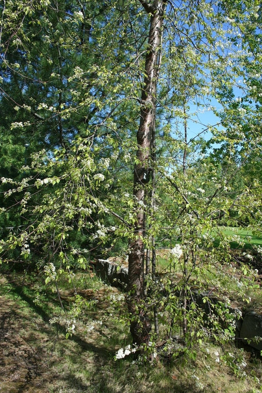 Pin Cherry