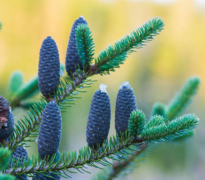 Kancaan Fir