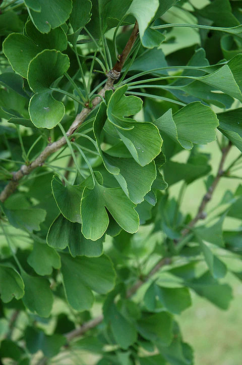 Madaxweynaha Gold Ginkgo