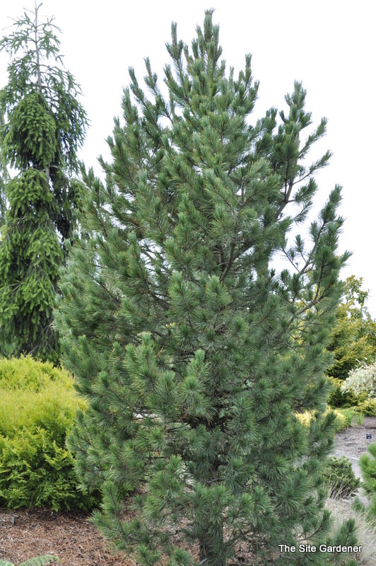 Blue Mound Swiss Stone Pine