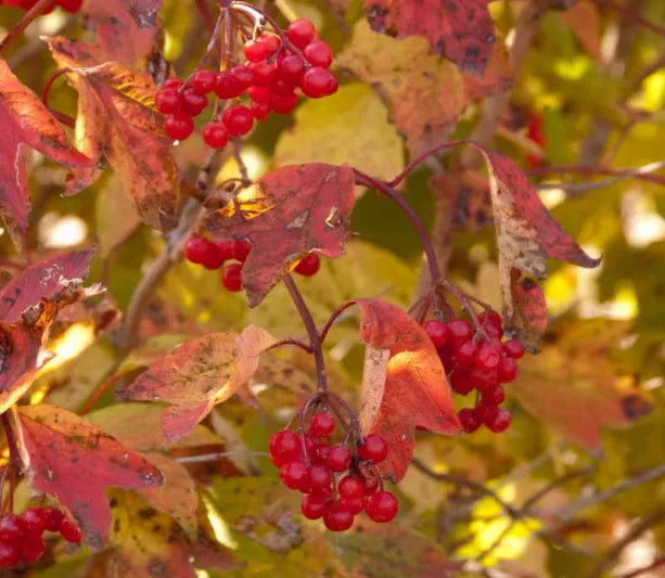 Redwing Cranberrybush (3 shrubs)