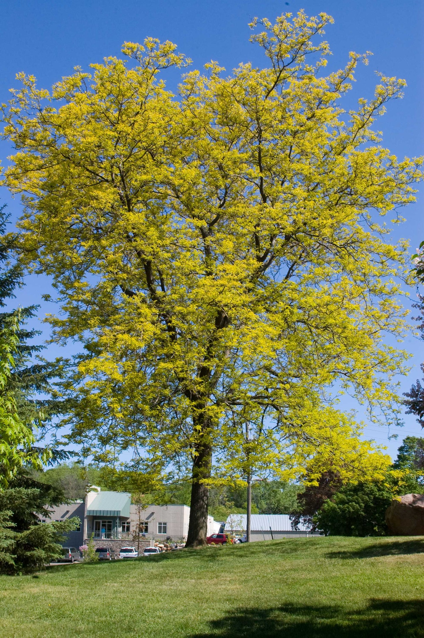 Sunburst Honeylocust