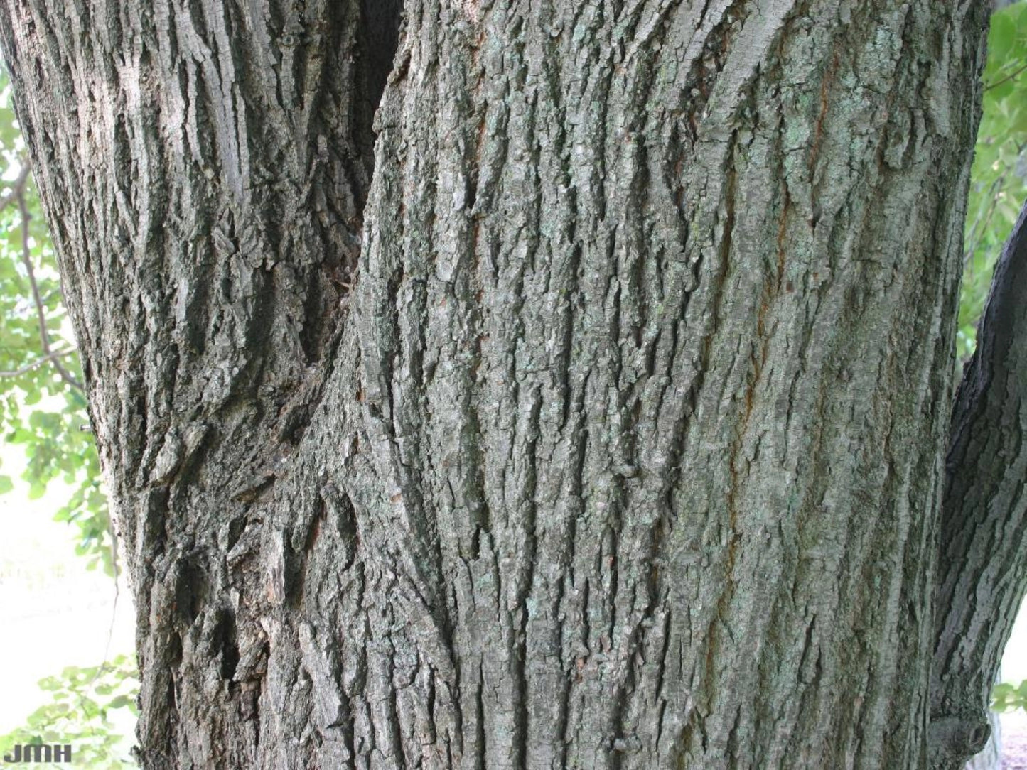 Silver Linden