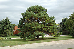 Scotch Pine
