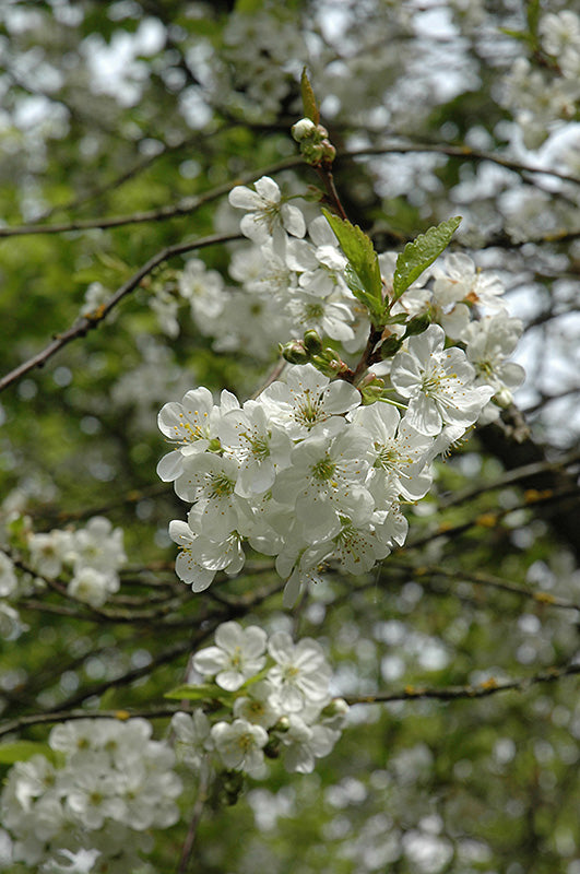 North Star Cherry
