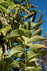 Prairie Sentinel Hackberry