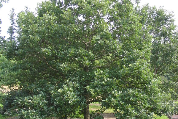 Swamp White Geed