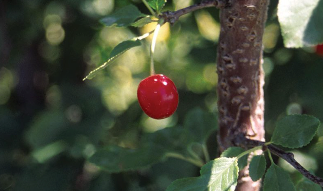 Evans Bali Cherry