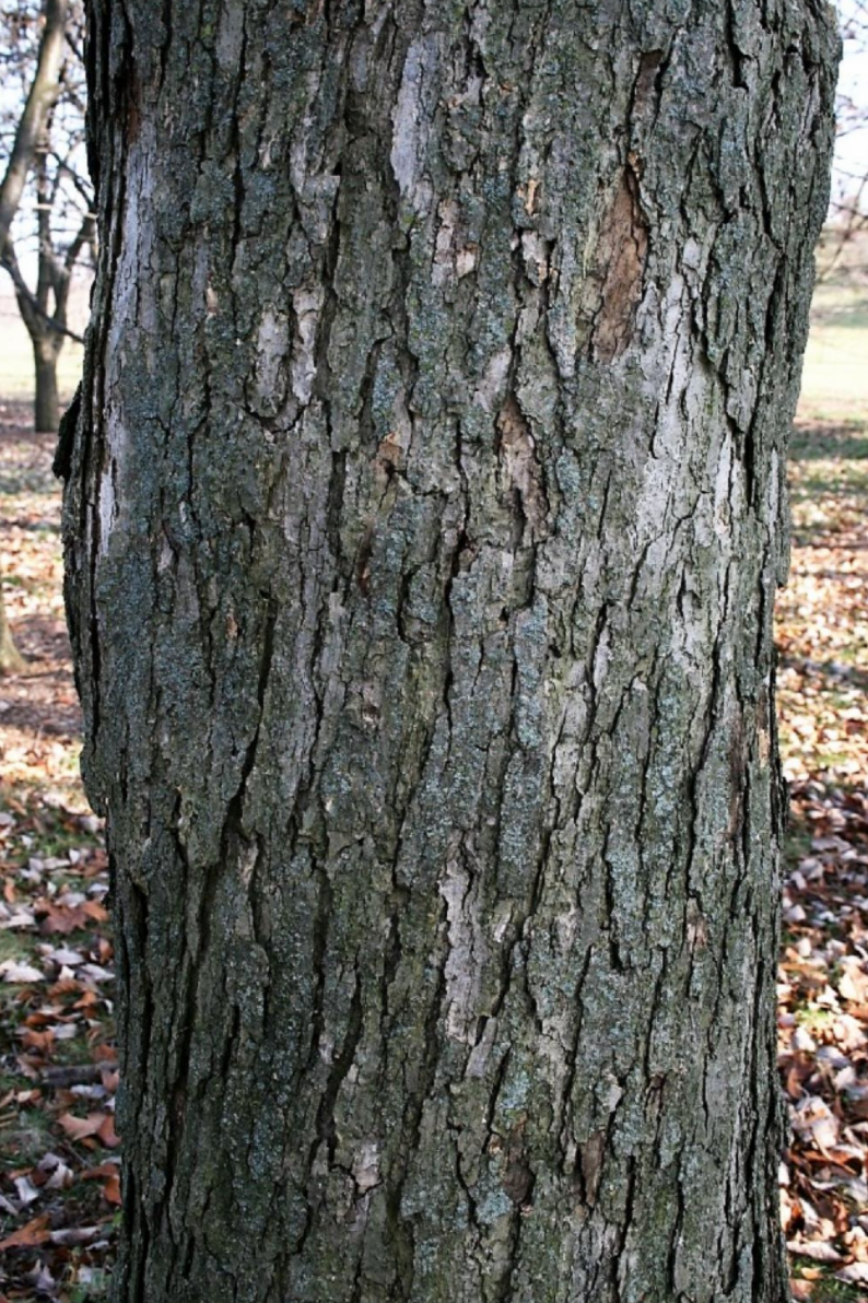 Roble Chinkapin