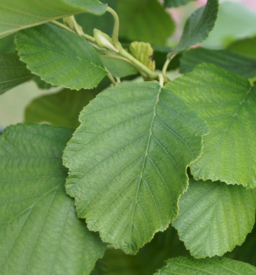 Prairie Horizon Alder