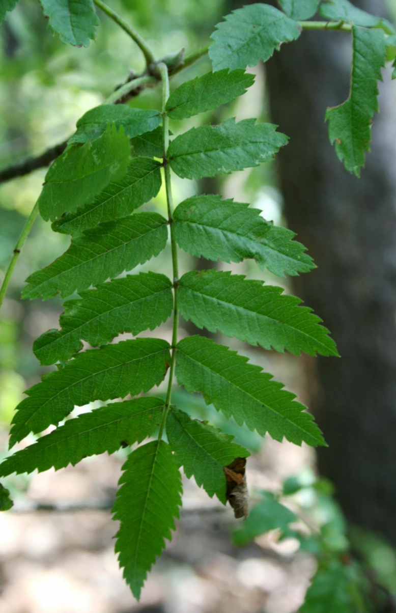 Buurta Yurub Ash
