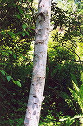 Whitespire Birch (Single Stem)