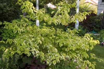 Pagoda Dogwood 'Hadhka Dahabiga ah'