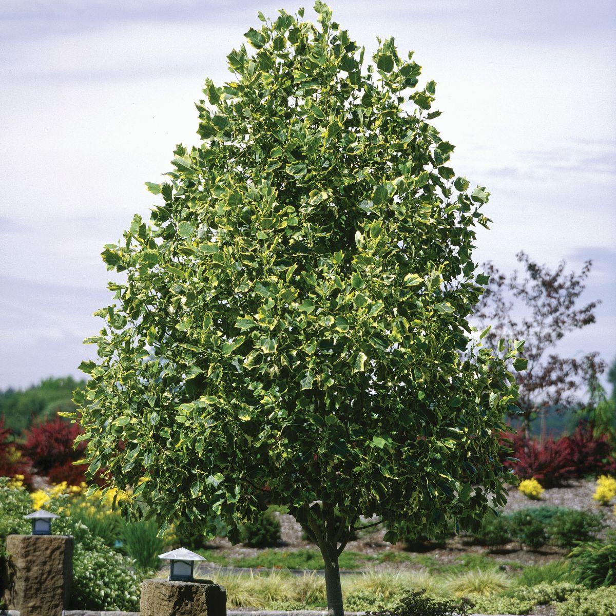 Tuliptree