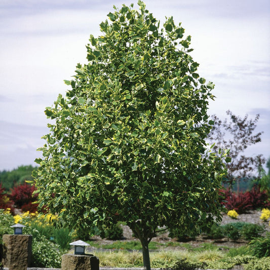 Tulipán