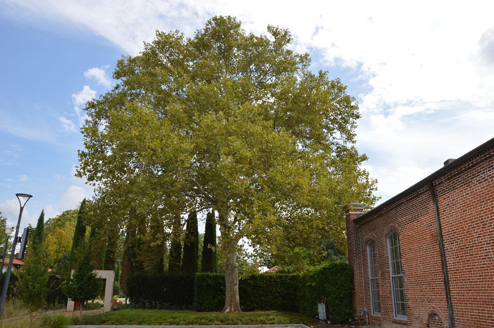 Sycamore American