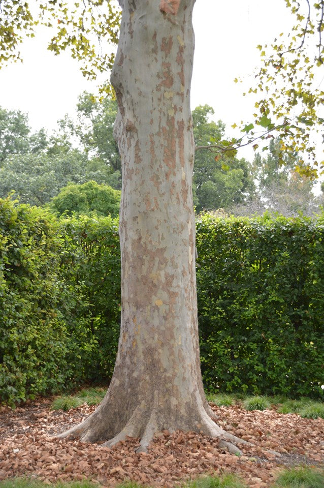 Sycamore American