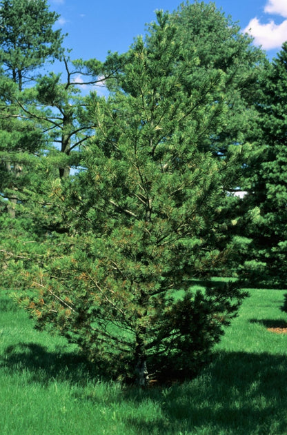 Limber Pine