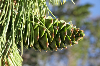Limber Pine