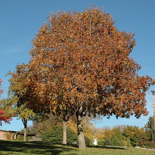 Dayrta Quruxda Buckeye