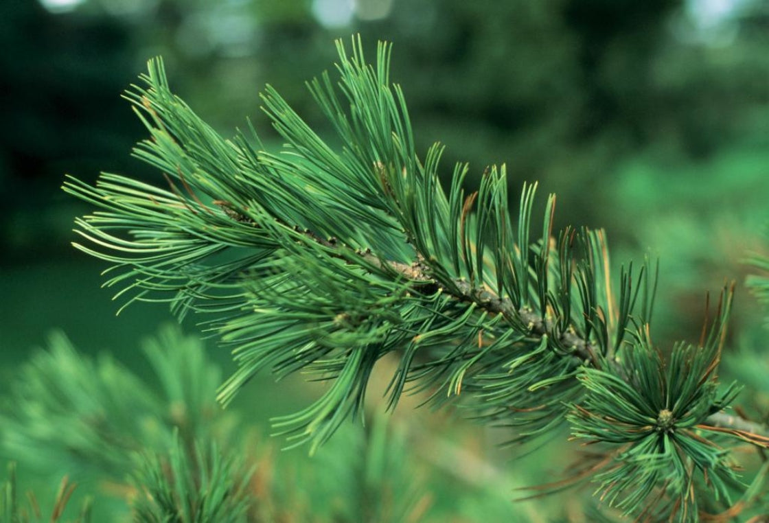 Limber Pine