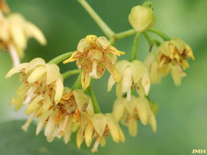 American Basswood