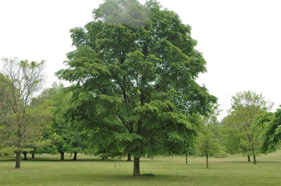 Accolade Elm
