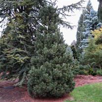Blue Mound Swiss Stone Pine