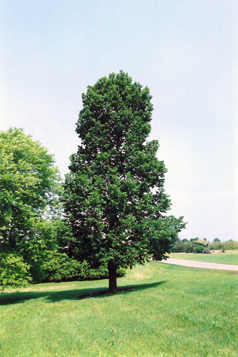 American Sentry Linden