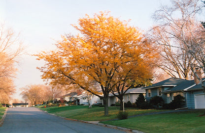 Imperial Honeylocust