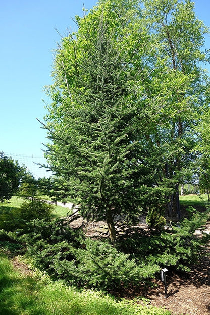 Canaan Fir