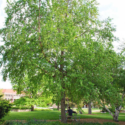 Birch webiga (qaabka jirida badan)
