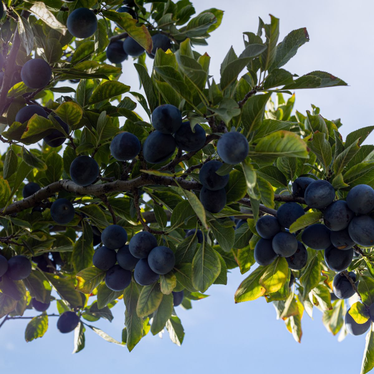 Plum Barafka Madow
