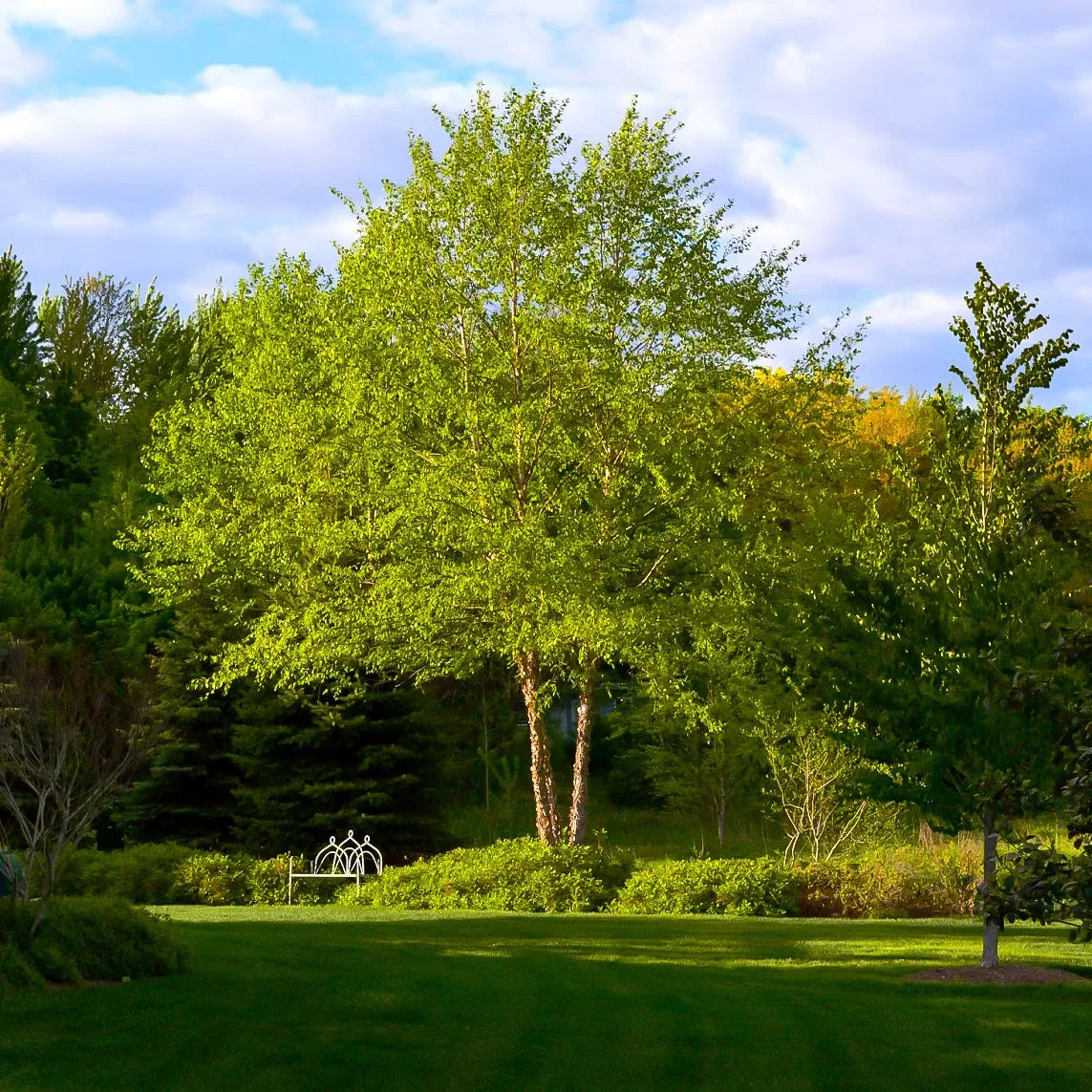 Heritage River Birch (Multitem)