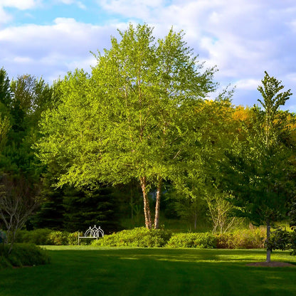 Heritage River Birch (Multitem)