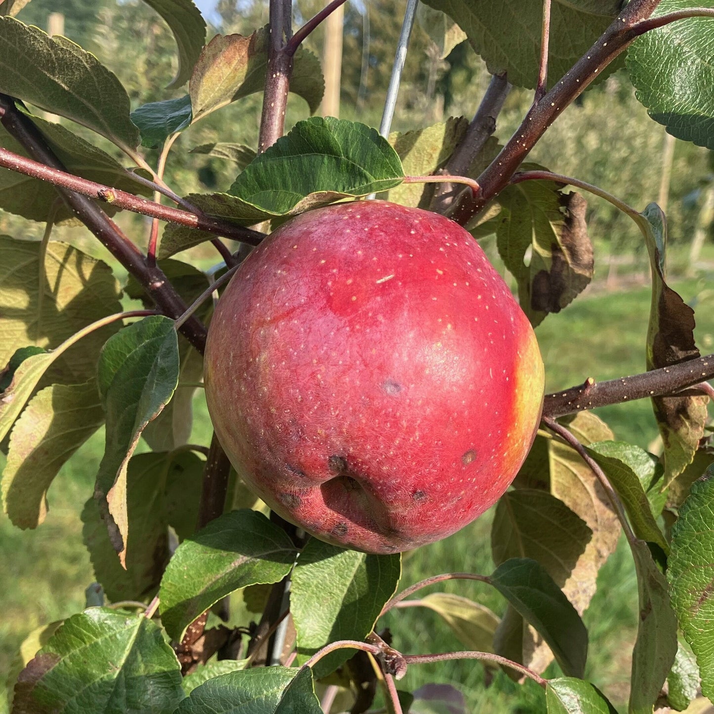 Guul Apple